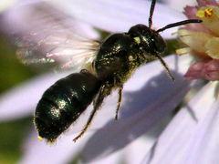 (Small Carpenter Bee) flying