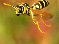 (European Paper Wasp) flying