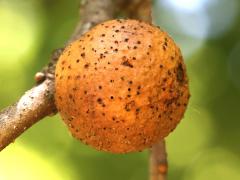 (Oak Rough Bulletgall Wasp) gall on Chinquapin Oak