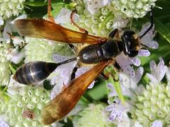 (Elegant Grass-carrying Wasp) dorsal