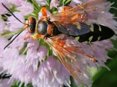 (Eastern Cicada Killer) female dorsal