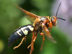 (Eastern Cicada Killer) female flying 6 abdominal segments