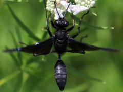 (Great Black Wasp) wings