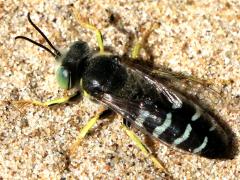 (American Sand Wasp) spinolae dorsal