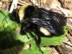 (Black-and-gold Bumble Bee) lateral