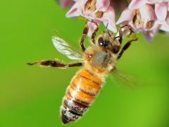 (European Honey Bee) landing on Common Milkweed