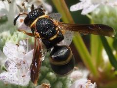 (Hidalgo Mason Wasp) dorsal