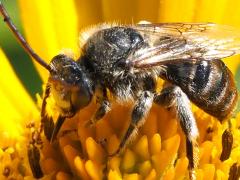 (Melissodes Long-horned Bee) male