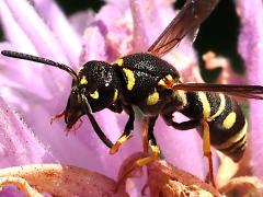 (Leionotus Potter Wasp) grooming