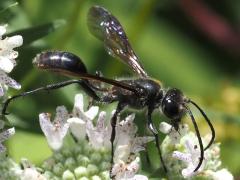 (Mexican Grass-carrying Wasp) feeding