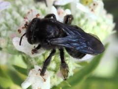 (Two-spotted Long-horned Bee) female dorsal