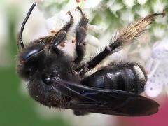 (Two-spotted Long-horned Bee) female lateral