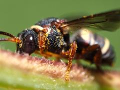 (Two-banded Cellophane-cuckoo Bee) body