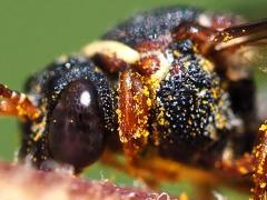 (Two-banded Cellophane-cuckoo Bee) head