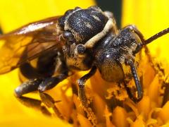 (Lunate Longhorn Cuckoo Bee) head