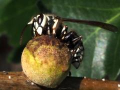 (Oak Rough Bulletgall Wasp) (drinking gall Bald-faced Hornet)