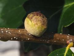 (Swamp White Oak) Oak Rough Bulletgall Wasp gall on Swamp White Oak