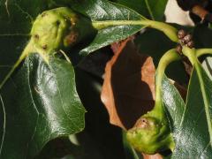 (Swamp White Oak) Oak Petiole Gall Wasp galls on Swamp White Oak
