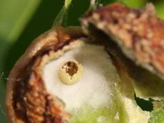 (Succulent Oak Gall Wasp) open gall on Pin Oak