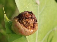 (Succulent Oak Gall Wasp) underside gall on Pin Oak