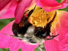 (Common Eastern Bumble Bee) head