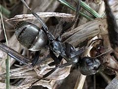 (Silky Field Ant) dorsal