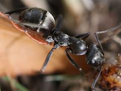 (Silky Field Ant) lateral