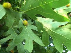 (Jumping Oak Gall Wasp) underside galls on White Oak