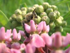 European Honey Bee on Prairie Milkweed