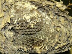 (Bald-faced Hornet) nest