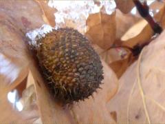 (Hedgehog Gall Wasp) gall on White Oak