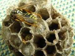 (European Paper Wasp) nest