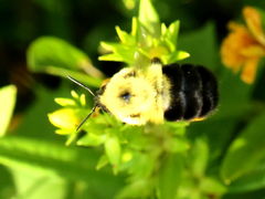 (Two-spotted Bumble Bee) flight