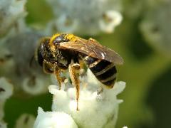 (Ligated Furrow Bee) on Wild Quinine