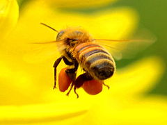 (European Honey Bee) flying pollen baskets