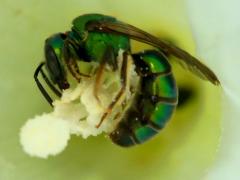 Pure Green-Sweat Bee on Hedge Bindweed