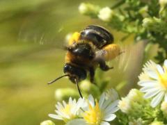(Drury's Long-horned Bee) female flying