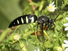 (Four-banded Stink Bug Hunter) on Heath Aster