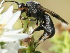 (Heath Aster) Braconid Wasp female profile on Heath Aster