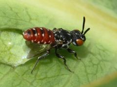 (Cuckoo Bee) female