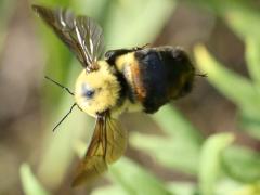 (Brown-belted Bumble Bee) queen flying
