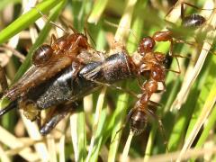 (Variable Field Ant) (scavenging Fall Field Cricket)