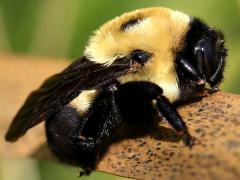 (Brown-belted Bumble Bee) queen