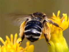 (Melissodes Long-horned Bee) flying on Stiff Goldenrod