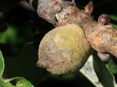 (Oak Rough Bulletgall Wasp) gall on Swamp White Oak