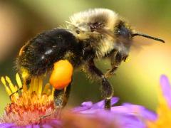 (Common Eastern Bumble Bee) pollen basket