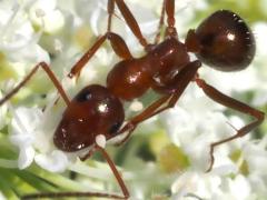 (Variable Field Ant) dorsal