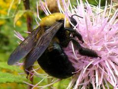(Eastern Carpenter Bee) on Tall Thistle