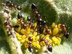 (Crematogaster lineolata Acrobat Ant) Oleander Aphid on Common Milkweed