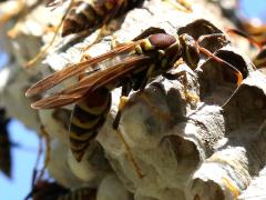 (Common Paper Wasp) lateral